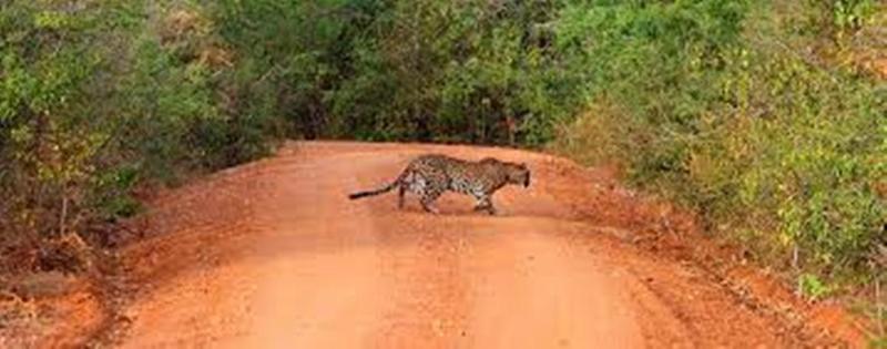 Leopard Trails Yala Exterior foto